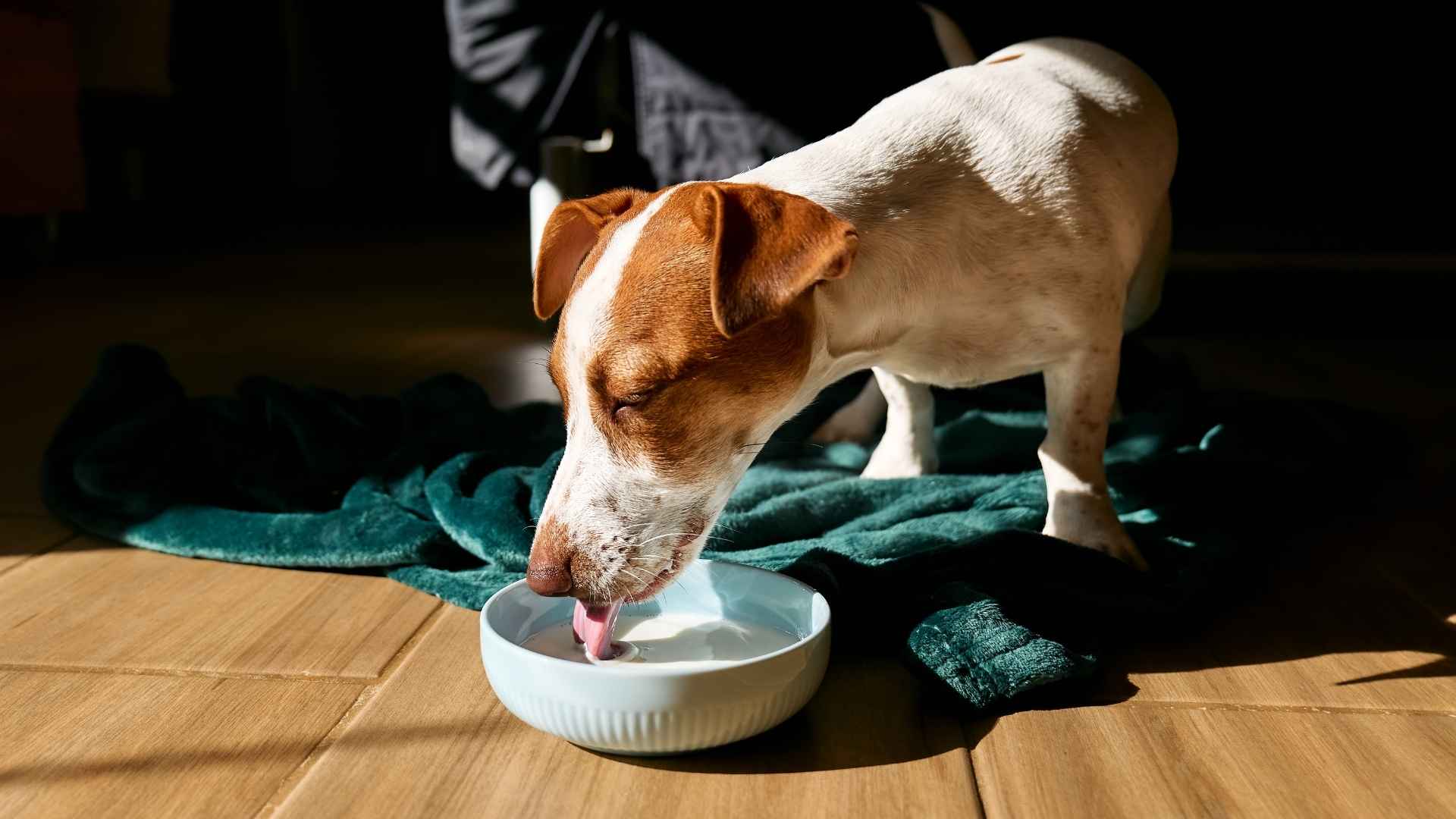 Perro tomando probioticos